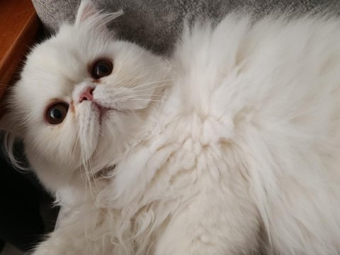 Exotic longhair dişi yavru