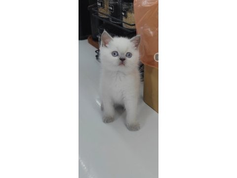 British shorthair kedisi