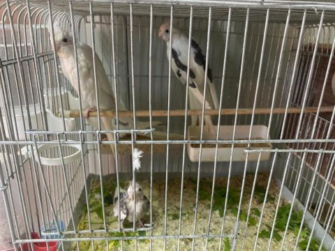 Yeme düşmüş sultan papağanı yeni yuvasını arıyorlar