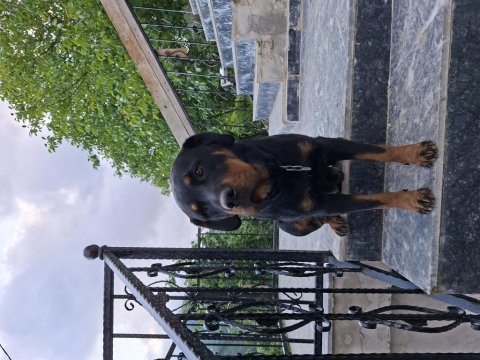 Son yavru köpeğimiz