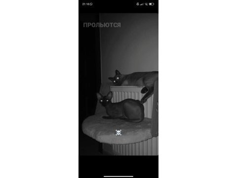 Sfenks kızım için erkek kedi arıyorum