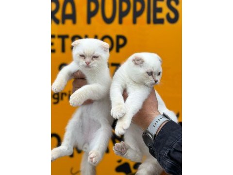 Minik scottish fold bebekler