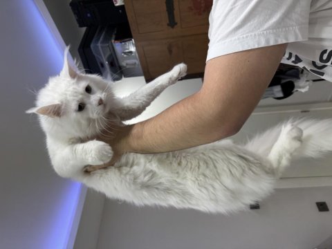 Maine coon kedimize acil yuva arıyoruz