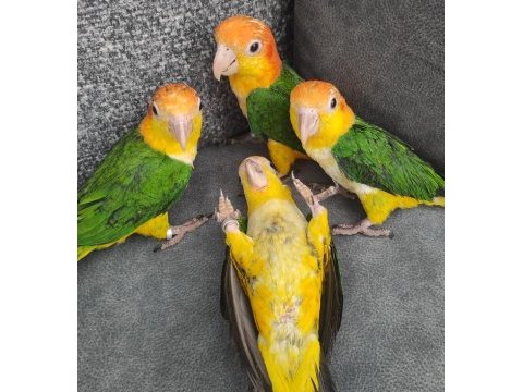 Elle büyütülmüş iri boy bebekler caique