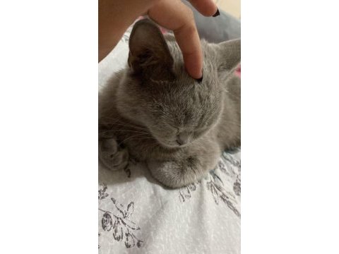 Hamile dişi british shorthair acil
