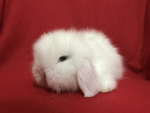 Üst kalite hollanda teddy lop tavşanlar gönderim var