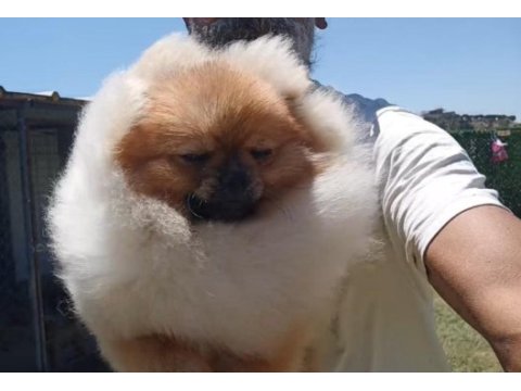 Orijinal pomeranian boo