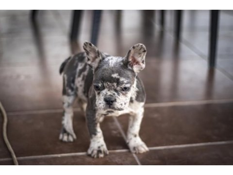 Farklı olmak isteyenler için el salvador kennel french