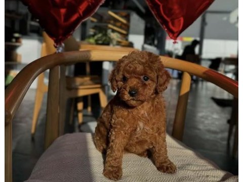 Toy poodle köpeğimiz