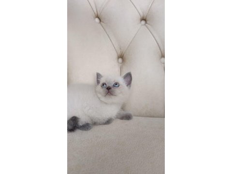 Safkan orijinal british shorthair yavrularımız