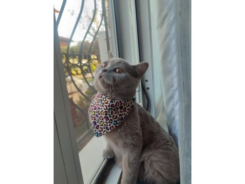 Peri kızım british shorthair