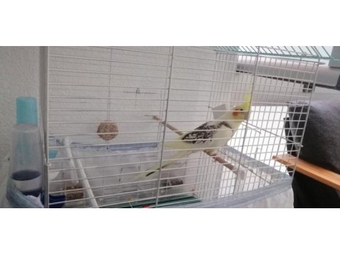 Konuşan sultan papağanı erkek
