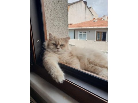 Şecereli british longhair kızımız yeni yuvasını bekliyor