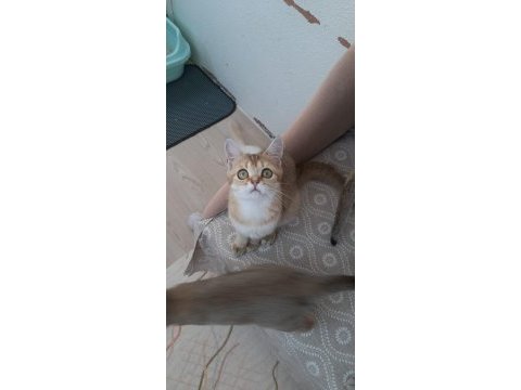 Golden british shorthair