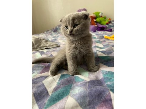 British shorthair ve scottish fold yavru köpeklerimiz