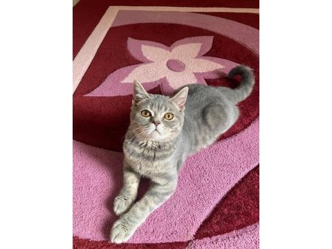 9 aylık erkek british shorthair