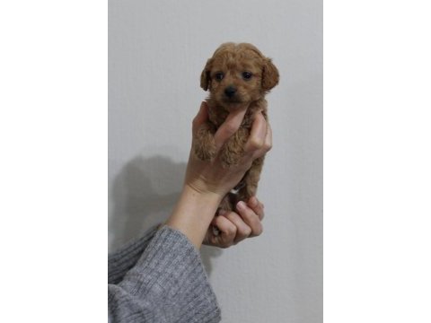 Toy poodle yavrular izmir içi elden teslim