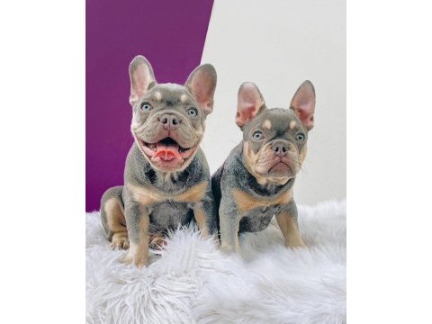 French bulldog yavruları