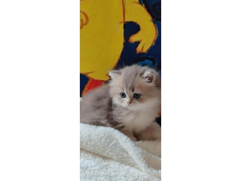 British longhair kaliteli bebekler denizli