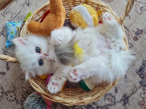 British longhair ve british shorthair yavru kedi
