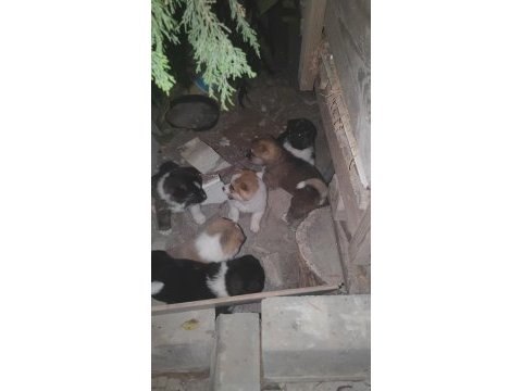Akita yavruları sahnede