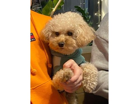 Toy poodle yetişkinler