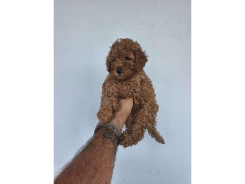 Toy poodle yavrular