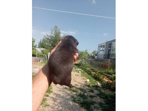 Aşılı karneli sağlık garantili french bulldog