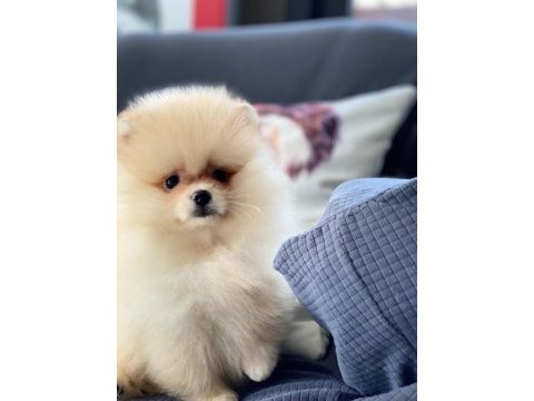 Pomeranian yavruları sizleri bekliyor