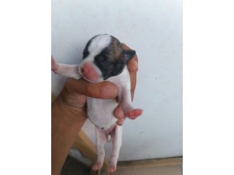 French bulldog yavrularımız