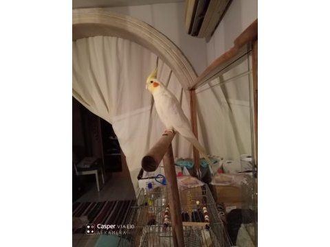 Kırmızı göz lutino sultan papağanı