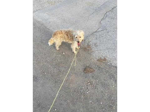 Golden doodle