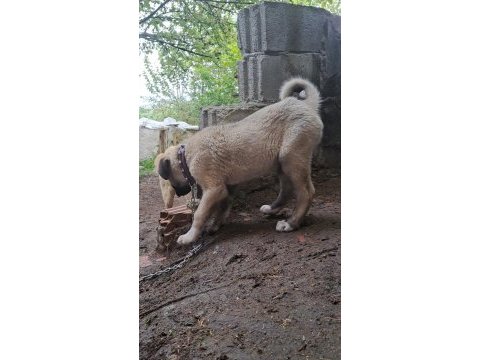 2 buçuk aylık kangal