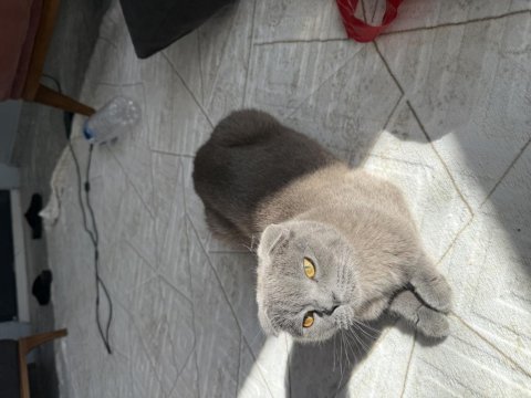 Ücretsiz scottish fold