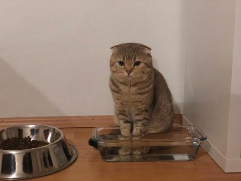 Scottish fold golden yetişkin erkek