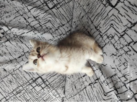 2 adet british shorthair silver grey yavru 45 günlük