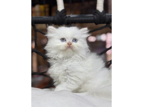 British longhair güzelliği