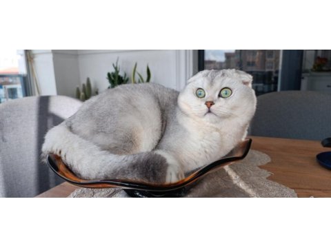 Scottish fold oğluma british eş arıyorum