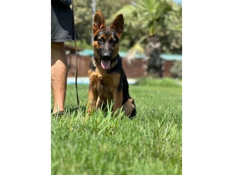 Almanların efsaneleşen köpeği alman kurdu yavruları