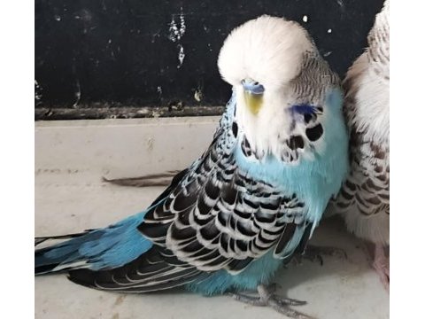 Show jumbo muhabbet kuşu erkek ısırmaz