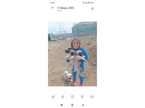 1 aylık erkek dişi saf kangallar