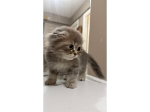 Scottish fold kedisi