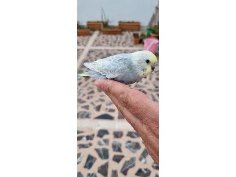 15 adet yeni yeme düşen muhabbet kuşu toplu sahiplendirme