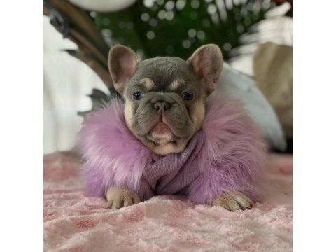 Harika anatomi egzotik french bulldog