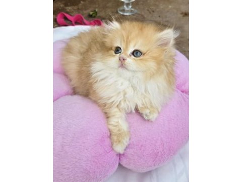 British longhair golden kızlar