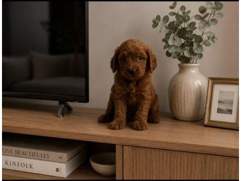 Muhteşem minik köpekler