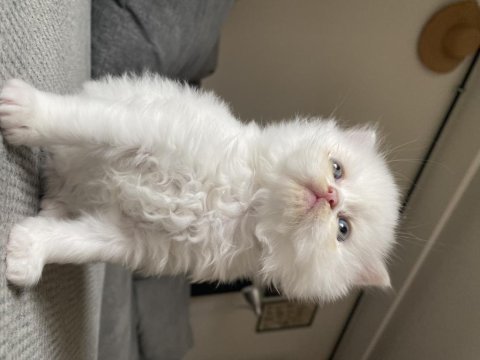 Sahiplendirilmeye hazır bebekler british longhair