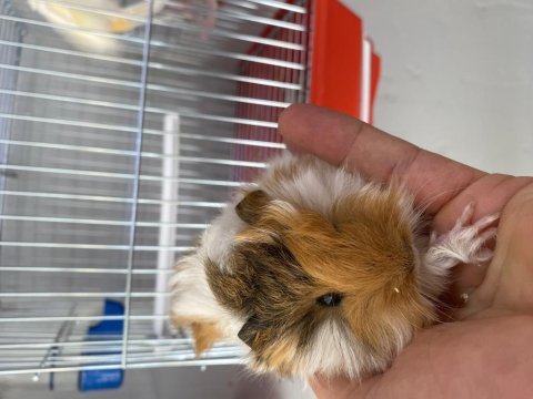 Guinea pig yavrularımız