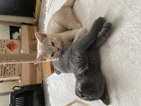 Russian blue 4 aylıktır