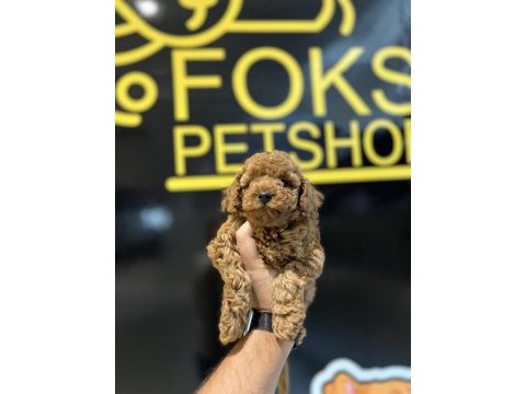 Poodle yavruları